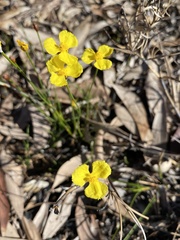 Xyris juncea