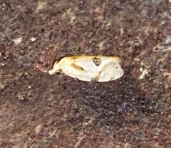 Aethes angustana