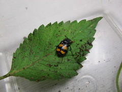 Nicrophorus interruptus