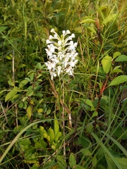 Platanthera blephariglottis blephariglottis
