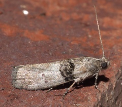 Tlascala reductella