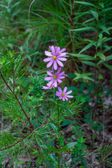 Sabatia capitata