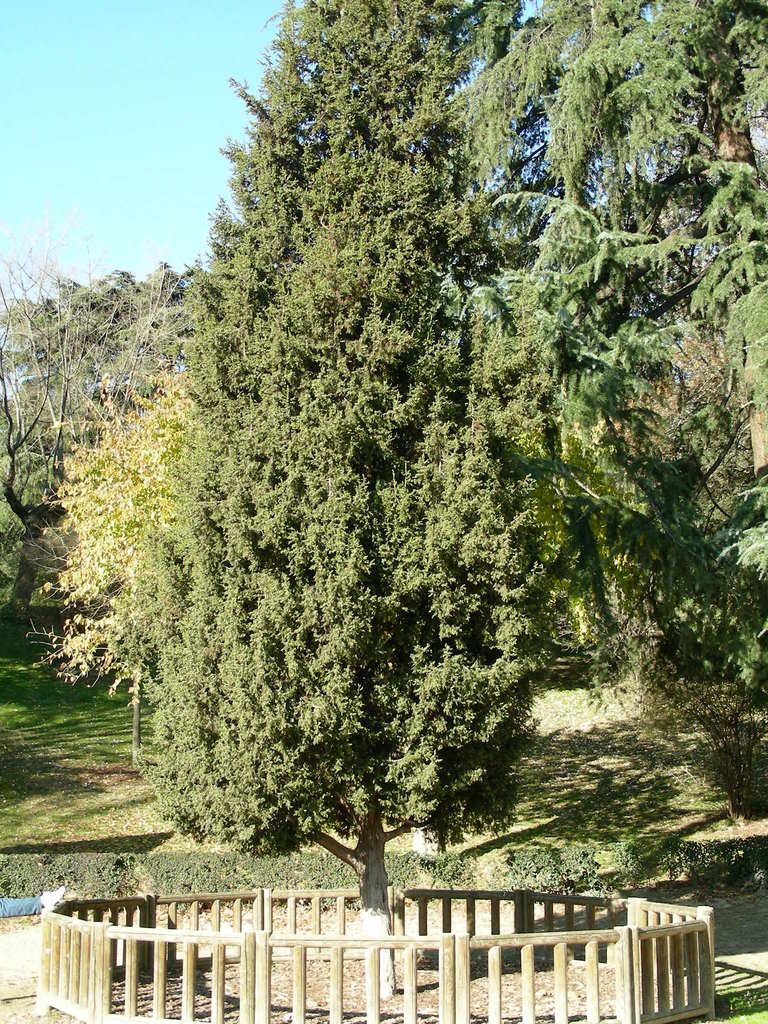 Syrian junipers
