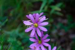 Sabatia capitata
