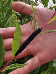 Proserpinus flavofasciata