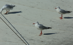 Chroicocephalus novaehollandiae