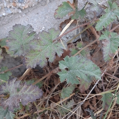 Convolvulus althaeoides althaeoides