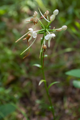 Platanthera integrilabia