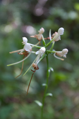 Platanthera integrilabia