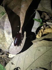 Eurycotis quadrisquamata