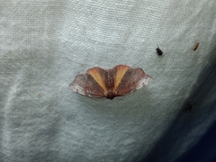 Achrosis rondelaria