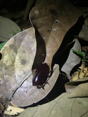 Eurycotis quadrisquamata