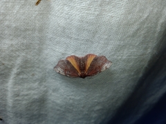 Achrosis rondelaria