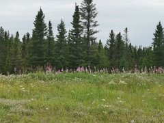 Proserpinus flavofasciata