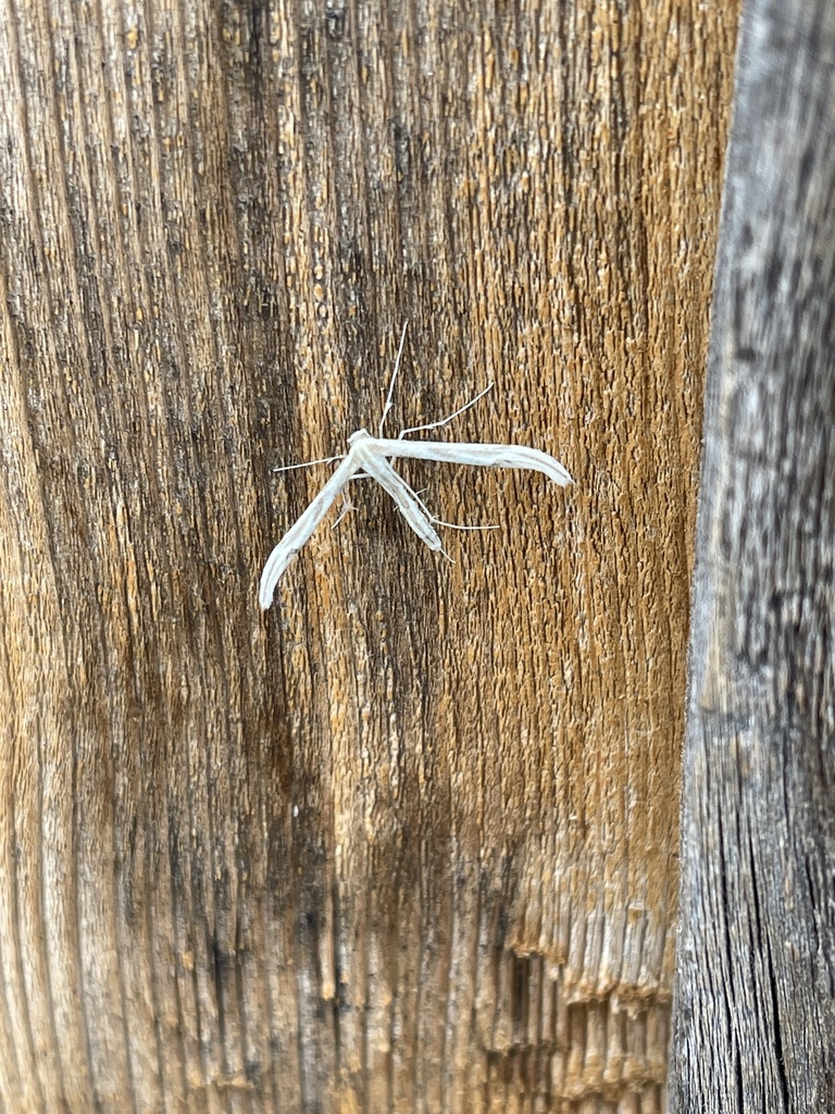 Hogue's Plume Moth