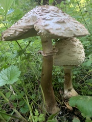 Macrolepiota procera