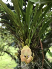 Maxillaria egertoniana