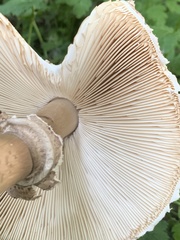 Macrolepiota procera