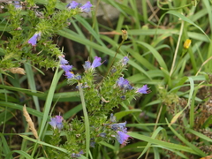 Echium rosulatum