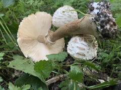Macrolepiota procera