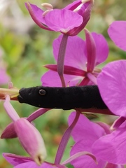 Proserpinus flavofasciata