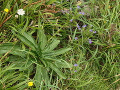 Echium rosulatum