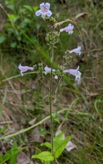 Penstemon canescens