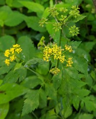 Thaspium barbinode