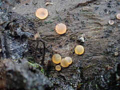 Orbilia luteorubella