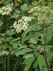 Cicuta maculata