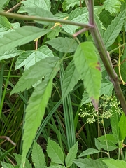 Cicuta maculata