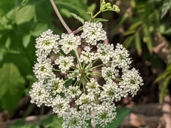 Cicuta maculata