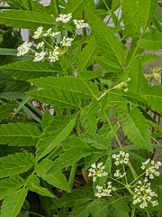 Cicuta maculata