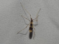 Erioptera venusta