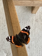 Vanessa atalanta
