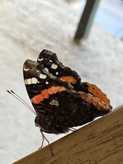 Vanessa atalanta