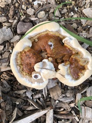 Ganoderma
