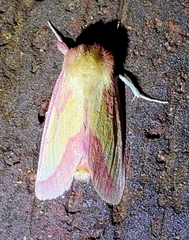 Hyparpax aurora