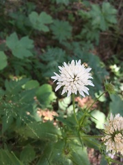 Knautia involucrata