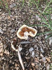 Ganoderma