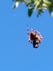 Gibbaranea bituberculata