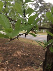 Sideroxylon lycioides