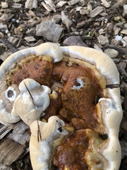 Ganoderma