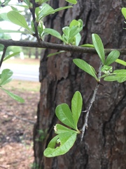 Sideroxylon lycioides