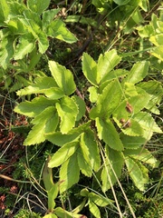Ligusticum scothicum