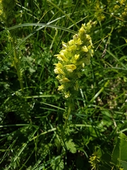 Pedicularis julica