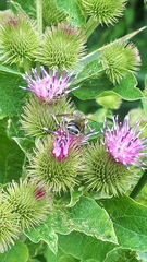 Arctium minus
