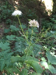 Knautia involucrata