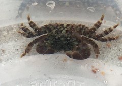 Pachygrapsus transversus
