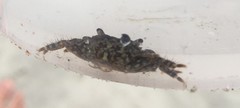 Pachygrapsus transversus